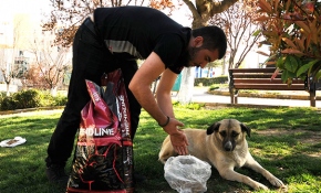 Kedi ve köpek maması getirene bedava portre çiziyor