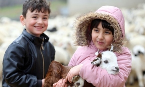 Minikler kuzuların anneleriyle buluşmasına tanık oluyor