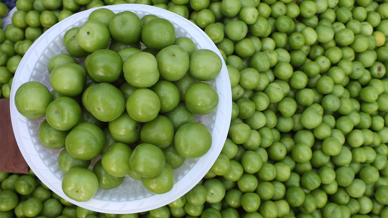 Erik yetiştiriciliğiyle adından söz ettiren Silifke ilçesinde, mikroklima iklim özeliğine sahip Göksu Vadisi`ndeki Keben Mahallesi başta olmak üzere birçok mahalledeki seralarda hasat sürüyor.