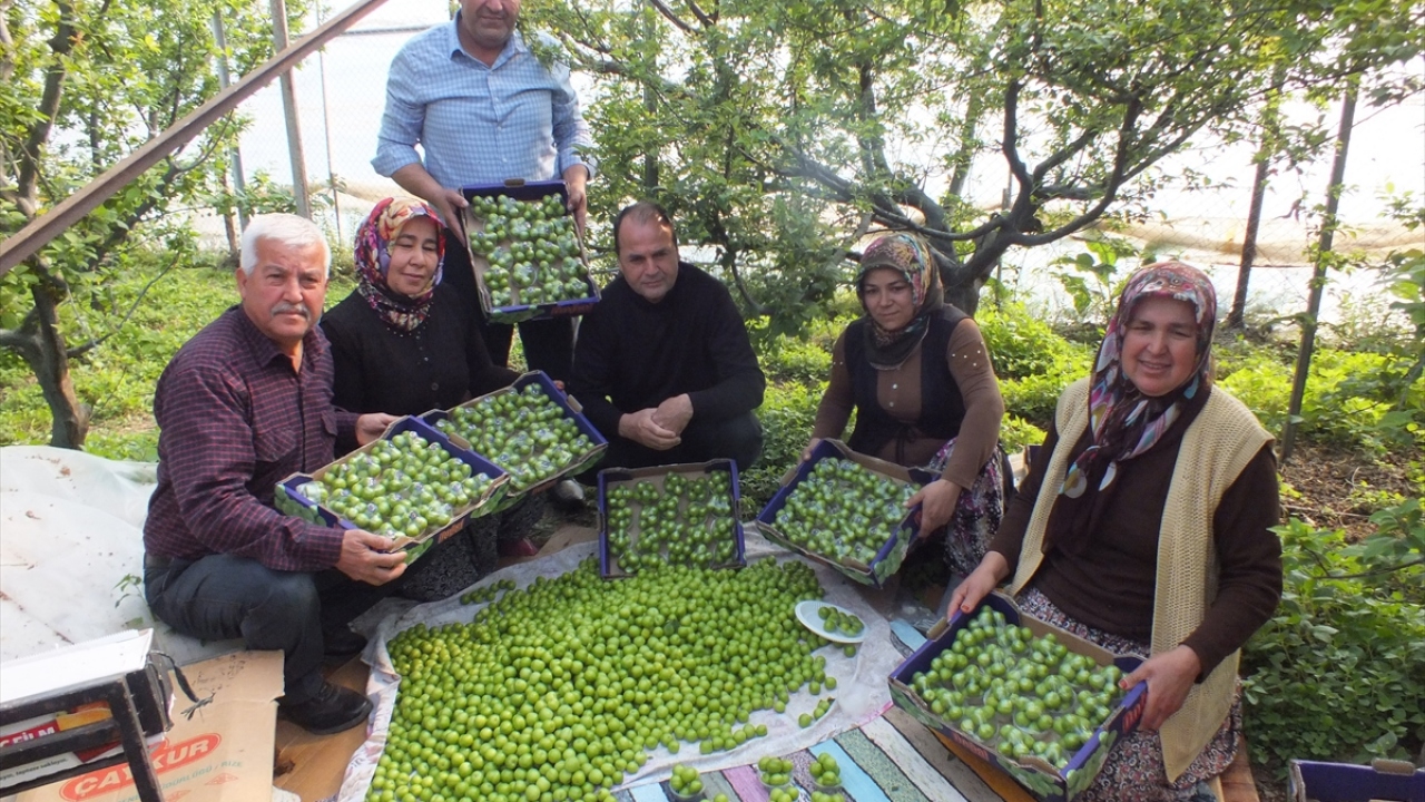 Silifke Erik Üreticileri Birliği Başkanı Ali Şen, gazetecilere yaptığı açıklamada, örtü altında hasat yapmanın mutluluğunu yaşadıklarını dile getirdi. 