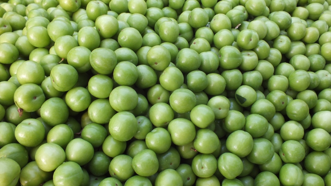 Birliğin kurucu başkanı ve üretici Mustafa Göktaş da seradaki hasadın sürdüğünü, açık alanda ise nisan ayında erikleri toplamaya başlayacaklarını anlatarak bu yıl açık alandaki rekoltenin yağışlar nedeniyle düşük olmasını beklediklerini belirtti. 