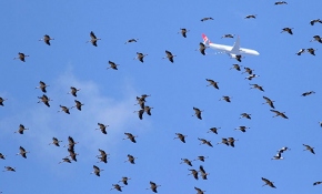 İstanbul hava sahasında "leylek" alarmı