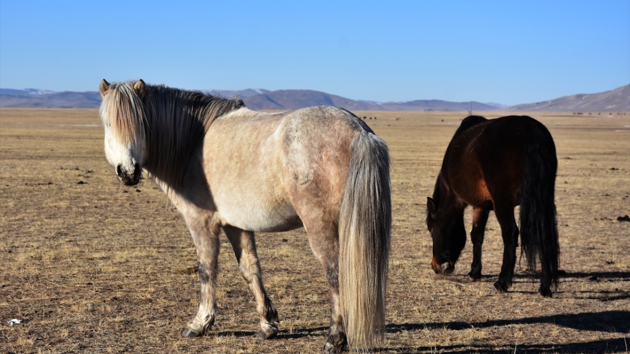 Yol boyunca at, koyun, keçi, yak sürüleri