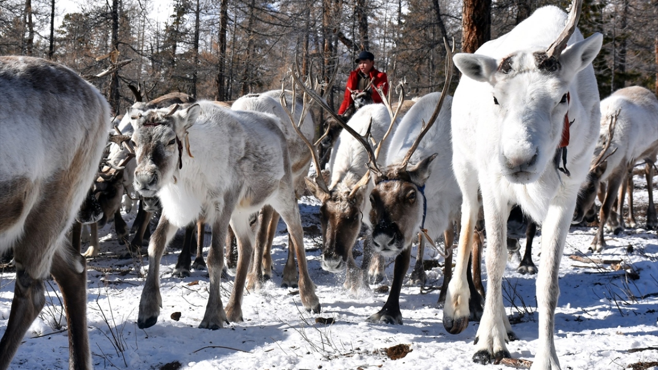 Ren geyiği sürüleri besledikleri için Moğolların "Tsaatan" yani geyik çobanı dediği Türk kolu Duhaların sayısının Moğolistan`da sadece 800 kadar kaldığı tahmin ediliyor.