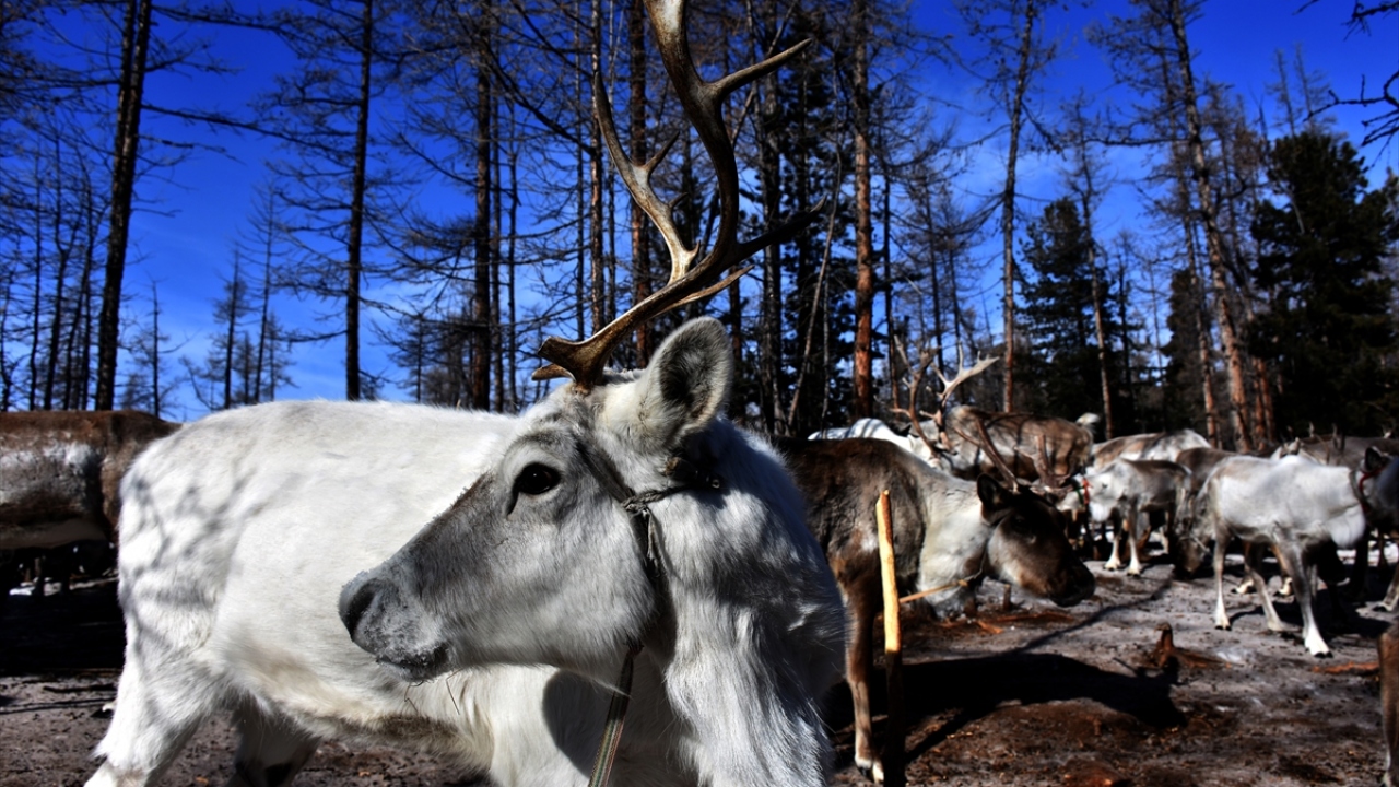 Geyikler onların her şeyi