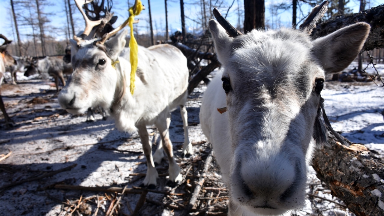 Duha Türkleri, ren geyiklerinin sayısını artırmaya çalışıyor.
