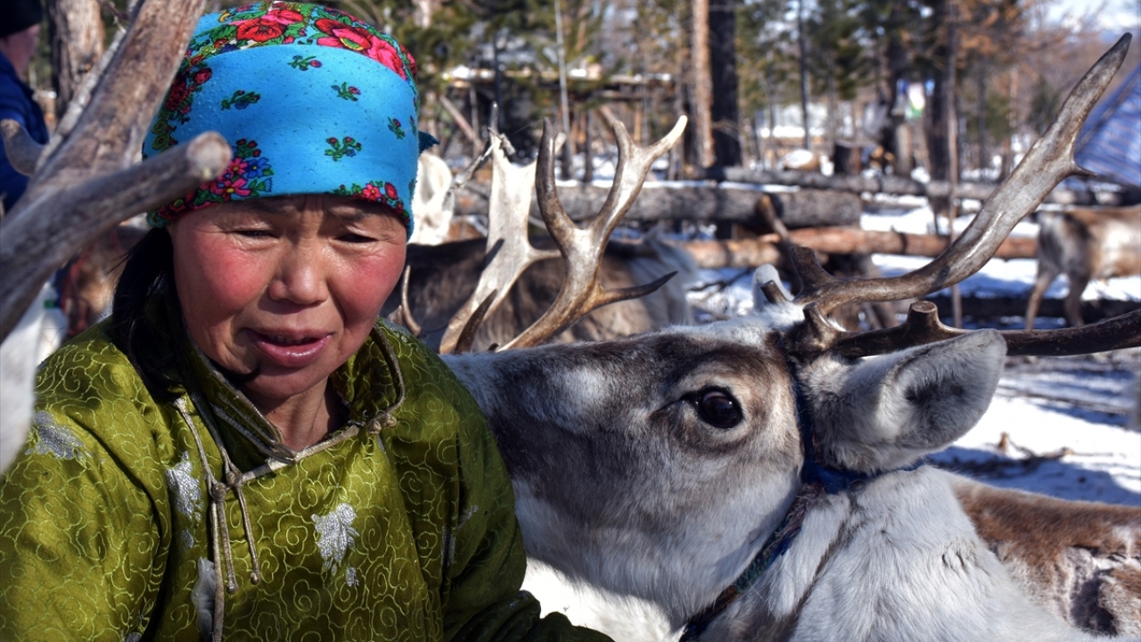Turistler, Duhaların kültürünü görmek ve el değmemiş doğada zaman geçirmek için taygalara giderek çadırlarını kiralıyor ve geyiklerine biniyor.