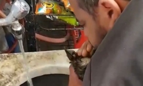 Köpeği masaj ve suni solunumla hayata döndürdü