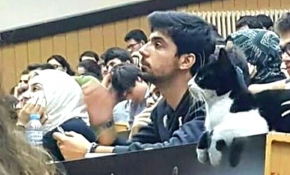 İstanbul Üniversitesi Tıp Fakültesinin "eğitimli" kedisi