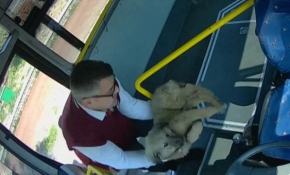 Midibüs şoförünün yaralı köpeği yaşatma çabası güvenlik kamerasında