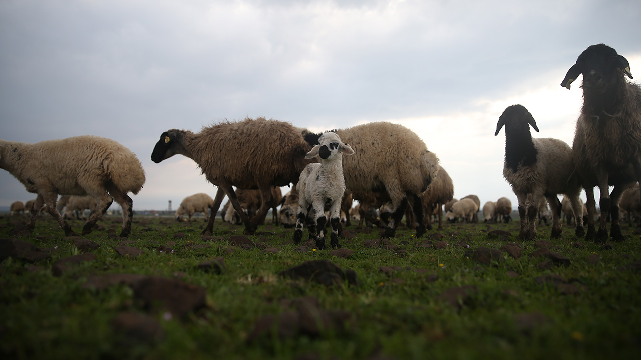 Uygun meraları, hükümetin sağladığı destek ve projeler sayesinde özellikle koyun yetiştiriciliğinde adından söz ettiren Şanlıurfa`da, yaklaşık 2 milyon küçükbaş hayvan bulunuyor.