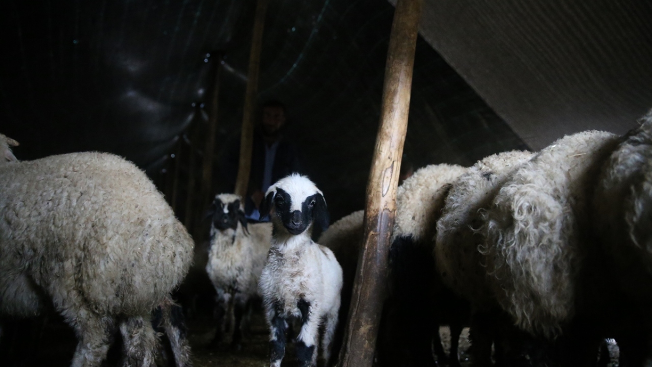 Kasım ve aralık aylarında gerçekleşen doğumların ardından yoğun bir çalışma dönemi geçiren üreticiler, binbir emekle besledikleri kuzuları, ilkbahar mevsimiyle satışa hazır hale getirdi.