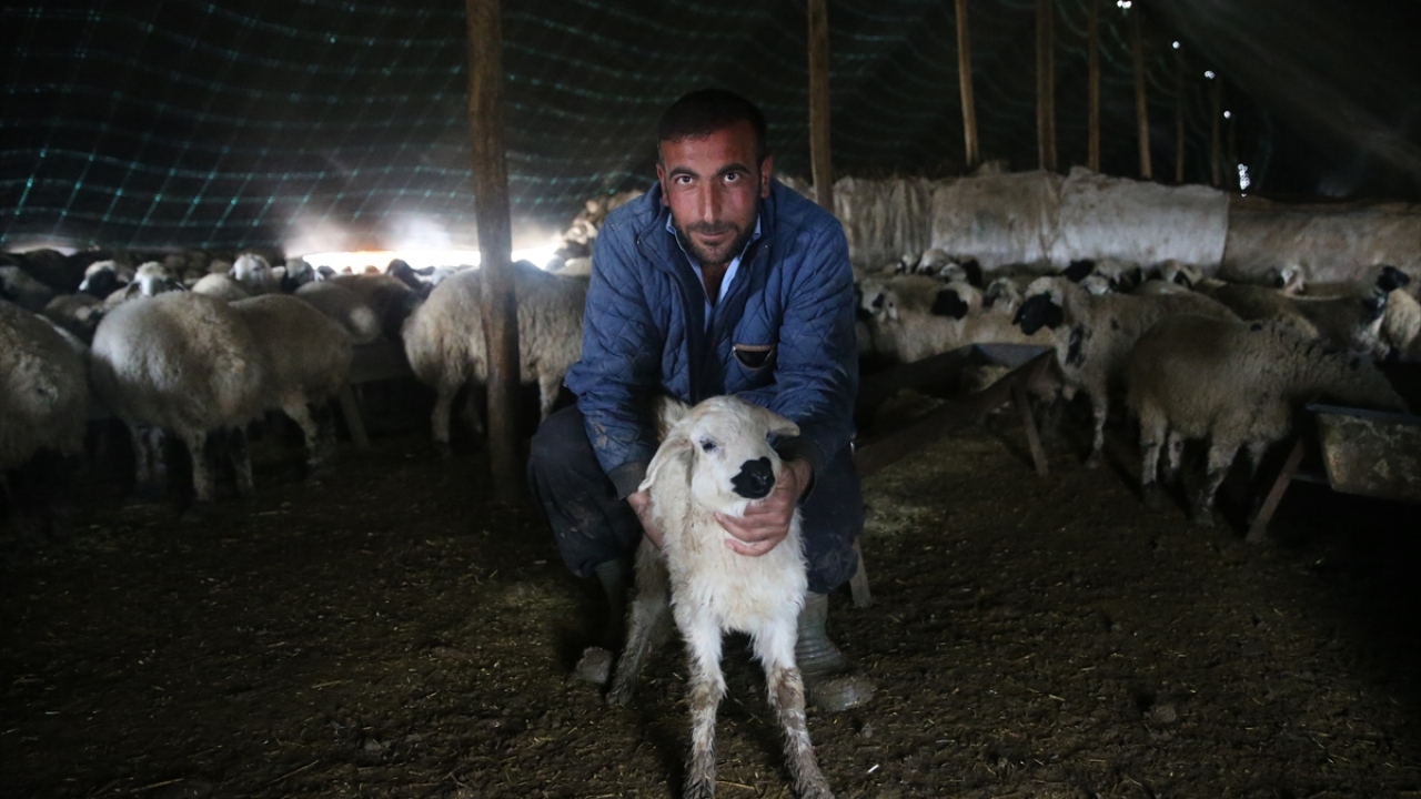 Kış mevsiminin ardından kuzuları satmaya başlayan üreticiler, bu dönemde tatlı bir yoğunluk yaşıyor.