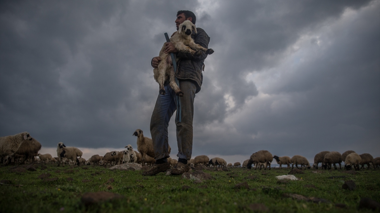 Pazarda daha çok 4-5 aylık erkek kuzuların satıldığına dikkati çeken Çiftçi, bunların ilk etapta besiye alındığını, belli kiloya ulaştıktan sonra kesime hazır hale geldiğini anlattı.