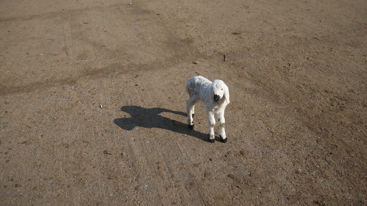 "En büyük gelirimiz kuzular"