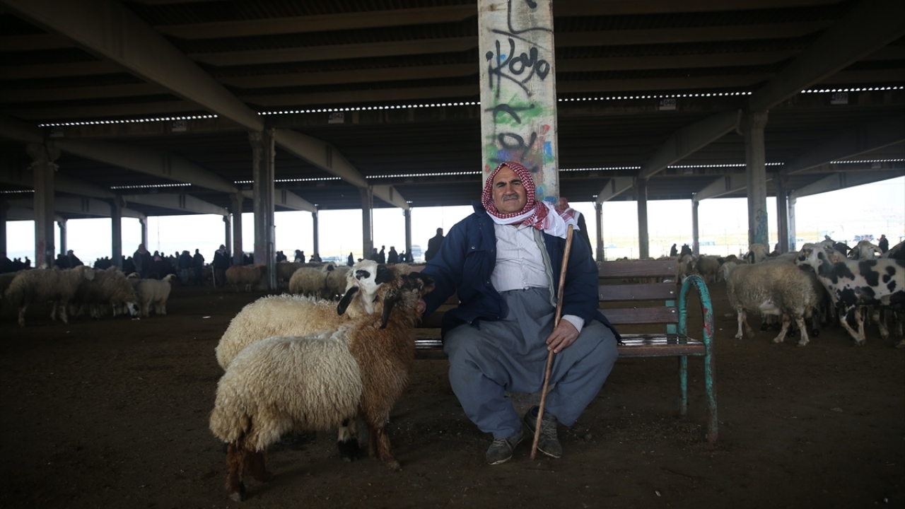 En önemli geliri kuzu satışından elde ettiklerini anlatan Arık, bu anlamda tatlı bir yoğunluk yaşadıklarını söyledi.