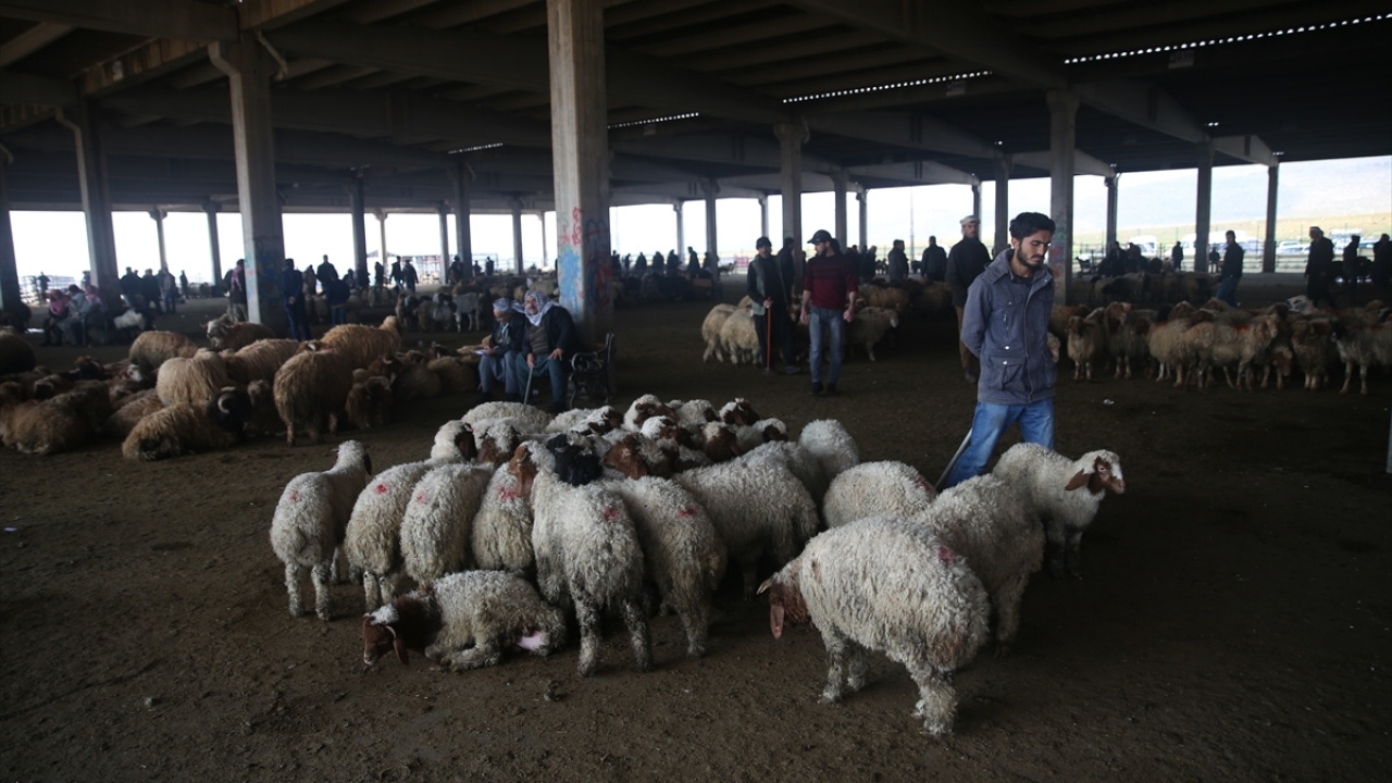 "Besicinin en büyük umudu kuzudur."