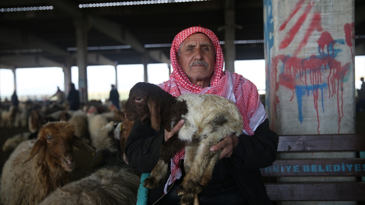 Türkiye`nin et ihtiyacına önemli katkı sağlayan Şanlıurfa`da bu sezon yaklaşık 800 bin erkek kuzunun satılması bekleniyor. 