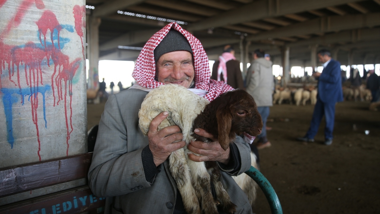 Şanlıurfa Canlı Hayvan Pazarı Derneği Başkanı İzzet Çiftçi, sadece pazar günleri kapalı olan pazarın, yılın her mevsiminde canlılığını korumakla Kurban Bayramı ve kuzu satışlarının olduğu bu dönemde yoğunluğun hat safhaya çıktığını dile getirdi.