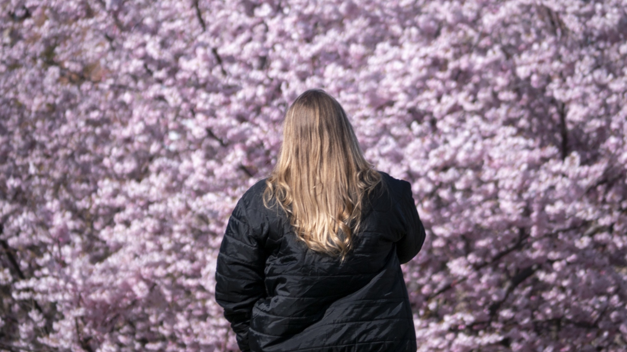 “Hanami” olarak da adlandırılan kiraz çiçeklerini seyretme etkinliği, 8. yüzyılda Japon imparatorlarının verdiği kararla bayram oldu. Bu bayramlarla şimdiki bayramlar çok da farklı değil.