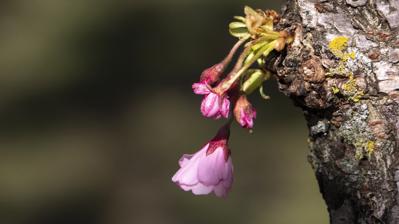 Çiçeklerin ömrünün sadece 1-2 hafta olması Japon felsefesinde genç ve hayat doluyken ölümü temsil ediyor.