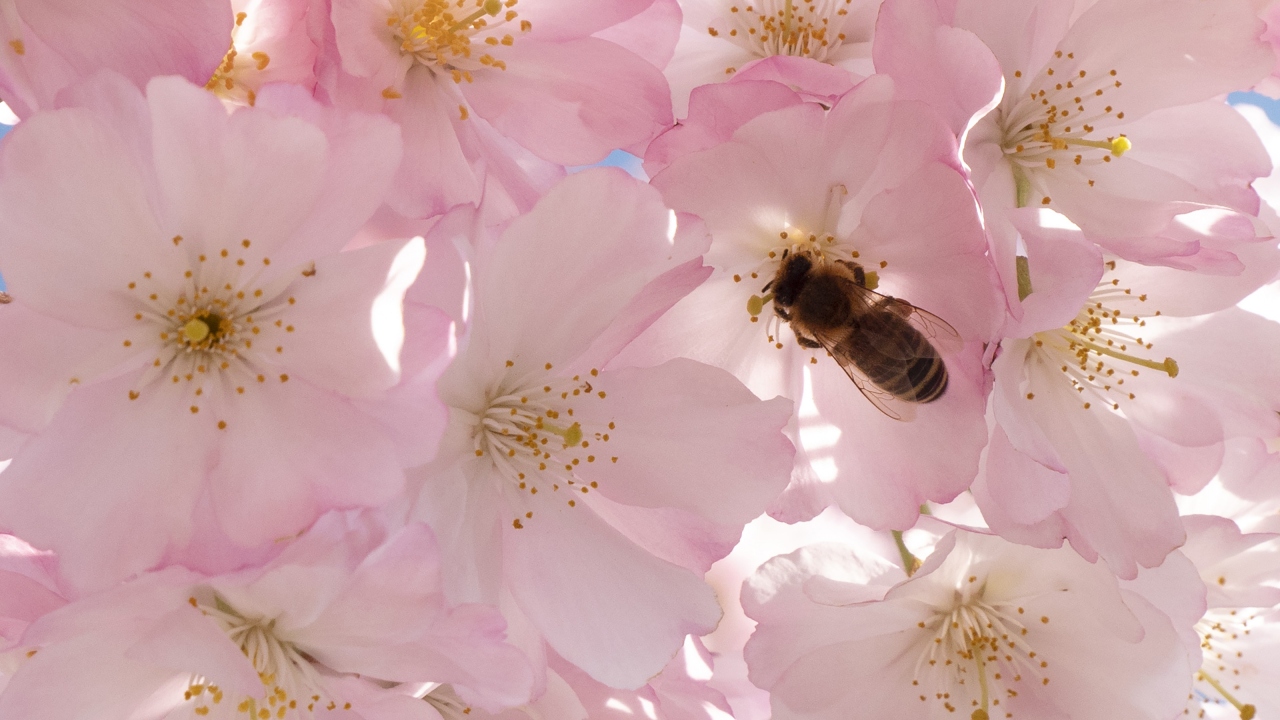 Mart ve nisan aylarında doğayı renklendiren kiraz çiçeklerinin Japonlar için özel bir anlamı var.