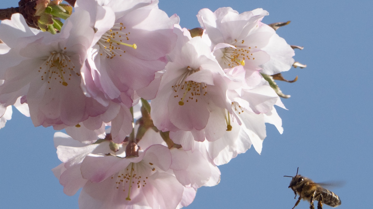 Japoncası “sakura” olan kiraz çiçekleri, Japon halkının en sevdiği çiçek.  