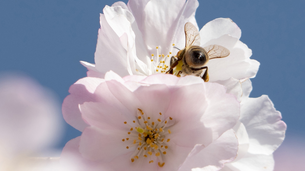 Sakuralar, özellikle Samuraylar için özel. Onlara göre ölüm ve yaşamın bütünlüğünü simgeliyor. 