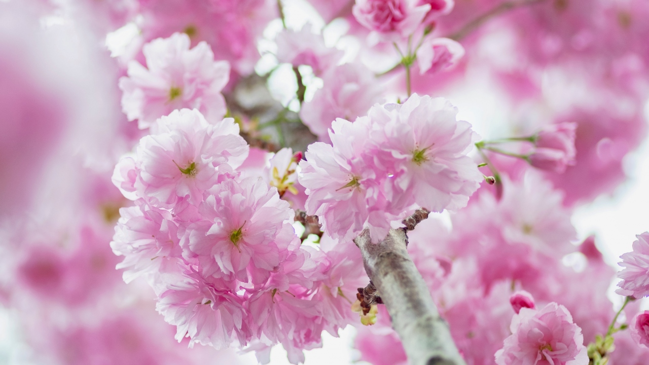 “Sakura Zensen” yani çiçeklerin açma zamanı, martın son haftasında başlayıp mayısa kadar sürüyor. 