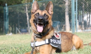 K9'lar göreve Ankara'da hazırlanıyor