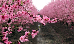 Amik Ovası'nda baharın renkleri