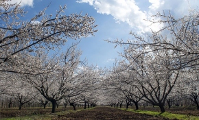 Kahverengi, yeşil ve beyazın tonlarıyla kayısı bahçeleri