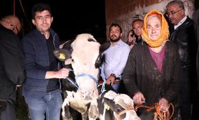 İneği için gözyaşı döken kadına Tarım ve Orman Bakanı'ndan hediye