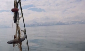 Van Gölü'ne tekneyle açılan balıkçılar inci kefali avlıyor