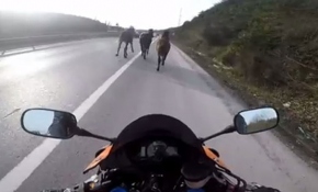 Firari atlar sürücüleri şaşkına çevirdi