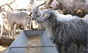 Ankara tiftik keçisi için kırkım zamanı