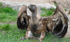 Bitkin halde bulunan akbaba tedavi altına alındı