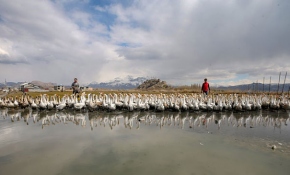 İthal yumurtalarla kaz yetiştirip ihraç ediyorlar