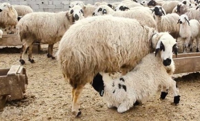 Erzincan'da kuzular annelerine kavuştu