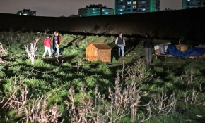 Ankara'da 13 sokak köpeği zehirlenerek telef edildi