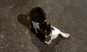 Kedi, ölen arkadaşını hayata döndürmeye çalıştı