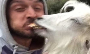 Rizeli gencin keçiyle ekmek kavgası