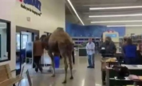 Devesi ile petshop'a giren adam sosyal medyada olay oldu