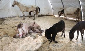 Ölüme terk edilen engelli yük hayvanlarını hayata bağlıyorlar