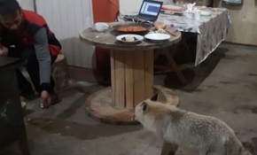Artvin'de aç kalan tilki dağ evine misafir oldu