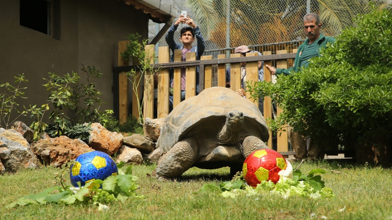 Spor Toto Süper Lig`in 28. haftasında yarın yapılacak Fenerbahçe-Galatasaray derbisine ilişkin tahmini merak edilen Tuki`nin kafesine sarı-kırmızı ve sarı-lacivert renkte futbol topları konuldu.