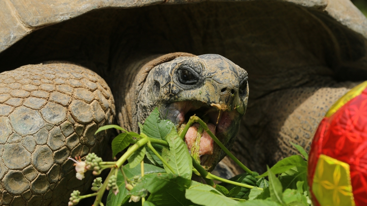 Daha önce aynı yöntemle Dünya Kupası finali de dahil 5 derbinin galibini doğru tahmin eden Tuki, sarı-kırmızılı ekibin renklerini barındıran topa yöneldi. 
