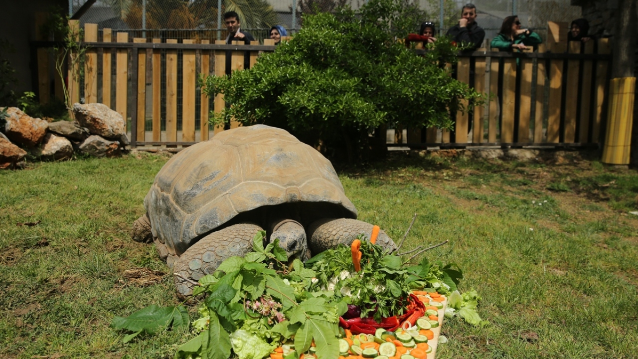 1920 doğumlu Türkiye`nin en yaşlı kaplumbağası Tuki`nin de nesli tükenme tehlikesi altında bulunan türler arasında.