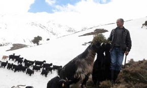 Göksun'da çobanların zorlu yolculuğu