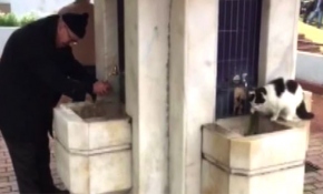 Şadırvanda patisiyle su içen kedi